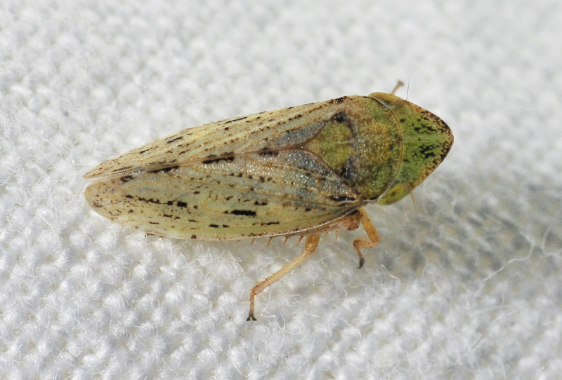 Aphrodes sp.